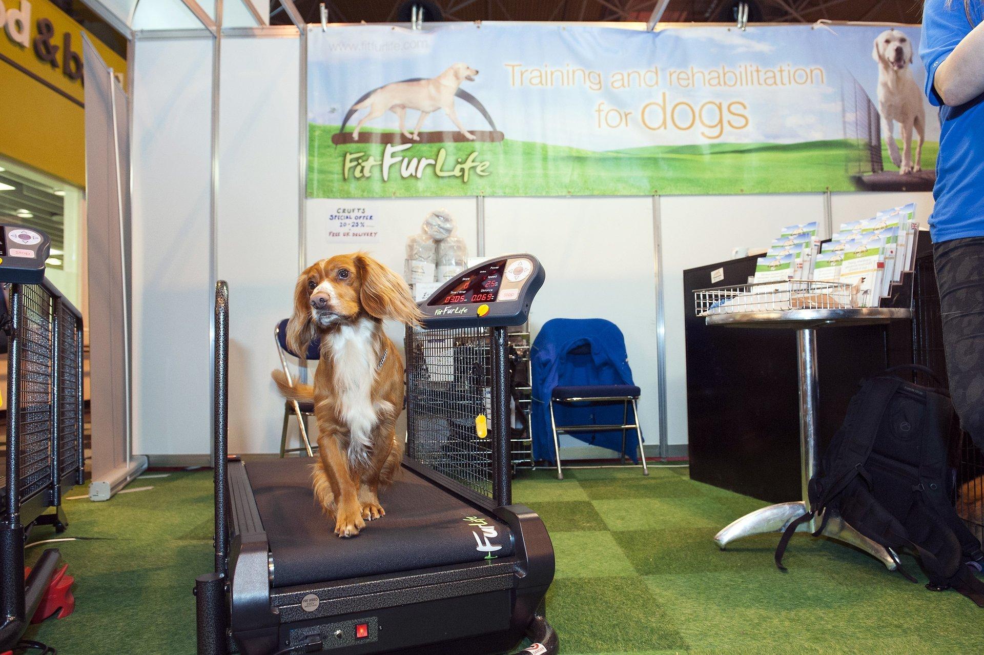 Fit Fur Life dog treadmill gallery image 10