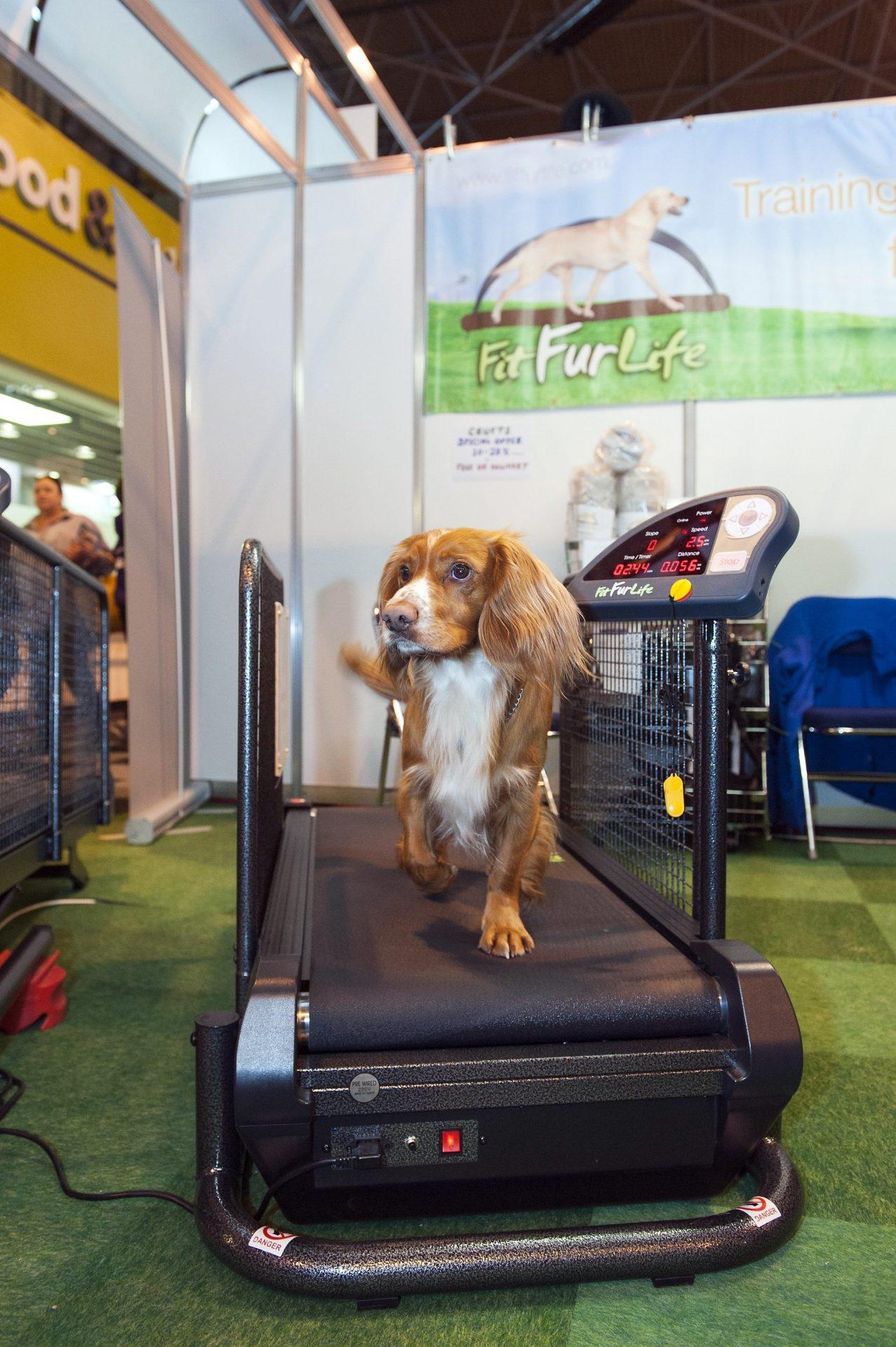 Fit Fur Life dog treadmill gallery image 8
