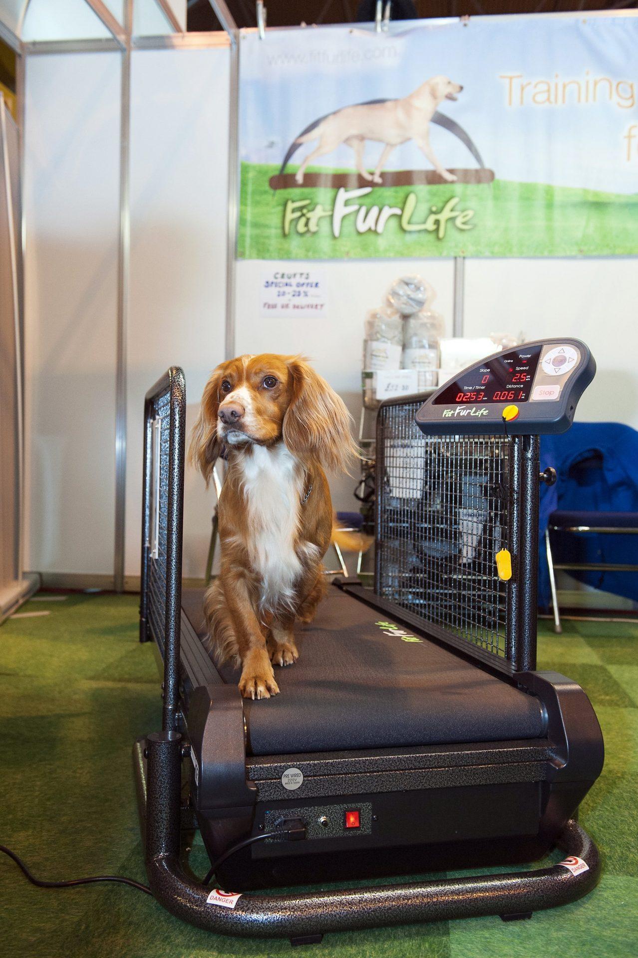 Fit Fur Life dog treadmill gallery image 9